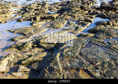 Basaltfelsen vermehren sich entlang der Sunshine Coast in Queensland, Australien, in Anspielung auf die heftige vulkanische Vergangenheit dieser Gegend. Stockfoto