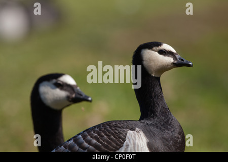 Nonnengänse (Branta leucopsis). Paar Kopf Porträts. Bill Größe und Länge. Stockfoto