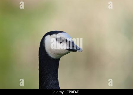 Nonnengans (Branta leucopsis). Porträt. Kopf, Schnabel oder Bill, Hals. Stockfoto