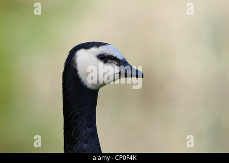 Nonnengans (Branta leucopsis). Porträt. Kopf, Schnabel oder Bill, Hals. Stockfoto