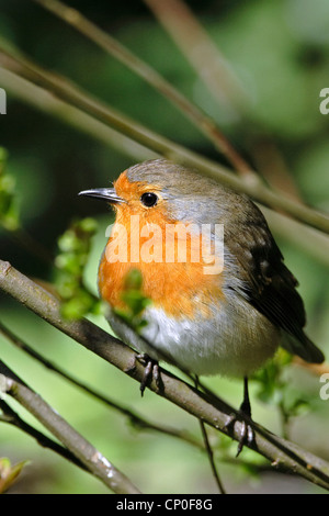 Ein Rotkehlchen (Erithacus Rubecula) thront unter Laub. Stockfoto