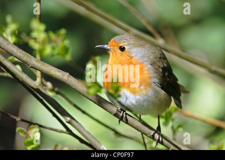 Ein Rotkehlchen (Erithacus Rubecula) thront unter Laub. Stockfoto