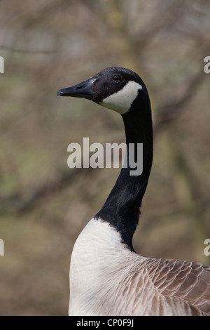 Kanadagans (Branta Canadensis). Porträt. Norfolk, England. Stockfoto