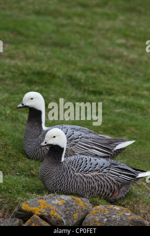 Kaiser-Gänse (Anser Canagicus). Paar. GANTER und Gans, sind männliche und weibliche Gefieder gleich. Paar dauerhafte Verklebung. Sitzen Stockfoto