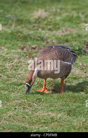 Swan Goose (Anser cygnoides). Die beweidung. Arten wilder Vorfahr von domestizierten 'Chinesischen' und 'Afrikanische' Rassen von Gans. Stockfoto