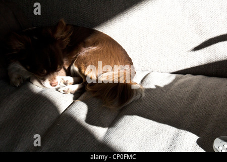 Schoko Chihuahua und Zange Schatten Stockfoto