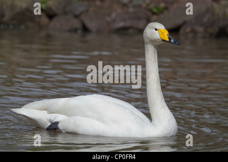 Singschwan (Cygnus Cygnus Cygnus). Auf dem Wasser schwimmen. Stockfoto