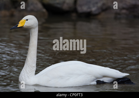 Singschwan (Cygnus Cygnus Cygnus). Auf dem Wasser schwimmen. Stockfoto