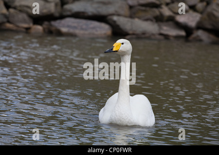 Singschwan (Cygnus Cygnus Cygnus). Auf dem Wasser schwimmen. Stockfoto