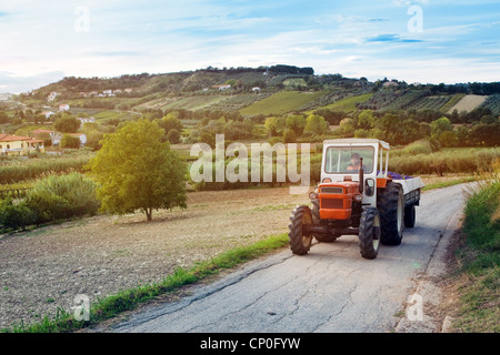 Kleiner roter Traktor mit roten Trauben "Montepulciano" Ernte in den Weinbergen der Abruzzen, Italien Stockfoto