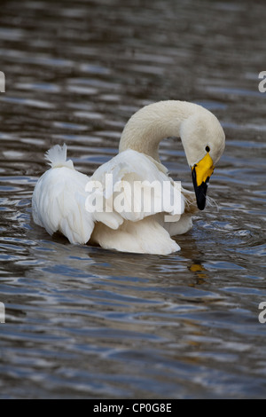 Singschwan (Cygnus Cygnus). Putzen nach dem Baden. Stockfoto