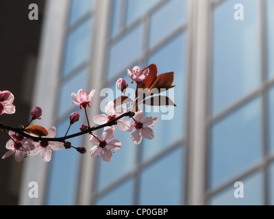 Cherry Blossom Baum blüht im Frühjahr durch Bürogebäude Gebäude in Rom Italien Stockfoto