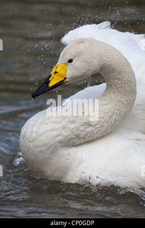 Singschwan Cygnus cygnus. Kopf Profil anzeigen Rechnung Muster, also die Identifizierung der beiden Arten und als Einzelperson. Stockfoto