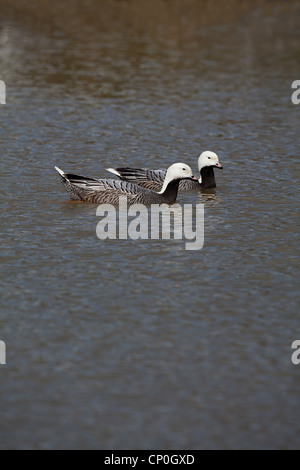 Kaiser Gänse (Anser canagicus). Paar auf dem Wasser. Stockfoto