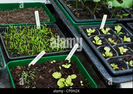 Fächer der Sämlinge in einem Garten Gewächshaus einschließlich Salat Stangenbohnen Karotten Stockfoto