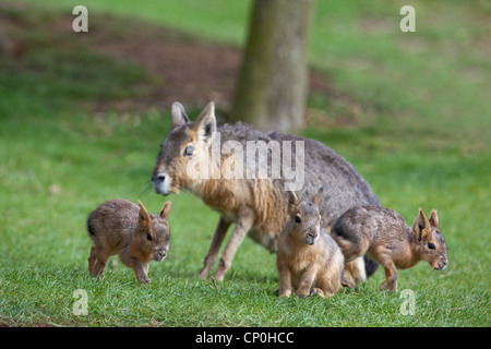 Maras oder Patagonian Hasen (Dolichotis Patagonum). Weibliche und Nestflüchter jung. Frei bis hin in Whipsnade Zoo. Stockfoto