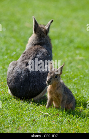 Mara oder Patagonische Hase Weibliche und Junge (Dolichotis patagonum). Whipsnade Zoo. Bedfordshire. England. Stockfoto