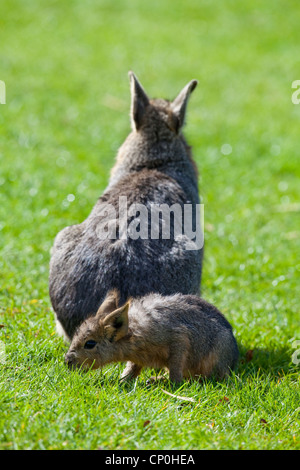 Maras oder patagonische Hase (Dolichotis Patagonum). Nestflüchter jung. Stunden alt, Nibbeln Rasen. Stockfoto