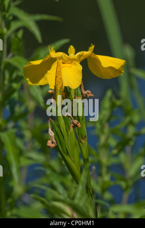 Gelbe Flagge-Iris (Iris Pseudacorus). Offene Blüte und Eröffnung Bud. Marginale blühende Pflanze von Feuchtgebieten, Dämme, Gräben. Stockfoto