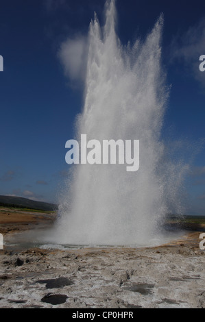 Der isländische Geysir Strokkur, Entlüftung, Heißwasser und Dampf bis zu einer Höhe von rund 15 Metern. Stockfoto