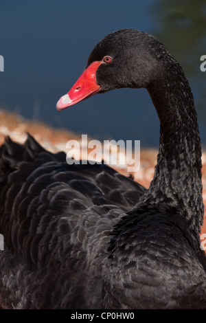 Black Swan (Cygnus olor). Eingeborener nach Australien; nach Neuseeland eingeführt. Hier bei London Wetlands Centre, WWT, Barnes. Stockfoto