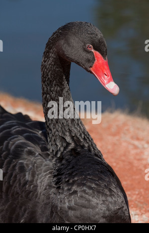 Black Swan (Cygnus olor). Eingeborener nach Australien. Stockfoto