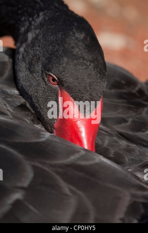 Black Swan (Cygnus olor).  Kopf und Hals über Rücken, bill zwischen Flügeln, ruhen. Eingeborener nach Australien. Stockfoto