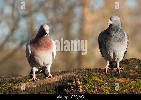 Paar Tauben Stockfoto