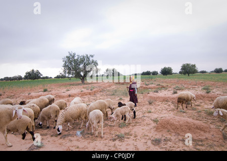 Rund um Sidi Bouzid sind viele kleine Dörfer und viel Ackerland und Wiesen, wo der Hirte Juma ihre Schafe nimmt. Stockfoto