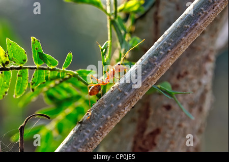 Ameise Formica rufa Stockfoto