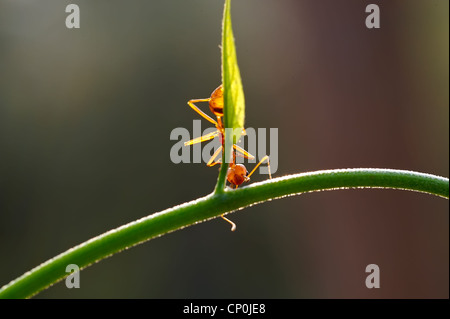 Ameise Formica rufa Stockfoto