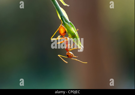 Ameise Formica rufa Stockfoto