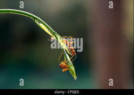 Ameise Formica rufa Stockfoto