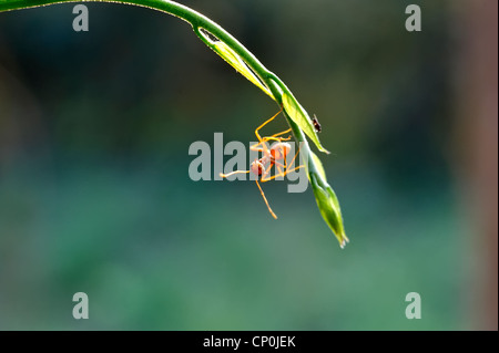 Ameise Formica rufa Stockfoto