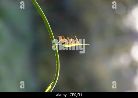 Ameise Formica rufa Stockfoto