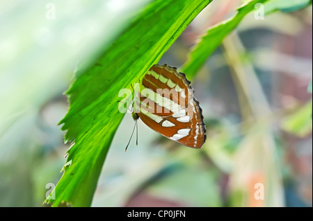 Schwalbenschwanz, Schmetterling Stockfoto