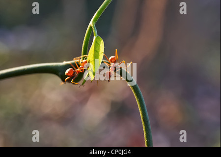 Ameise Formica rufa Stockfoto