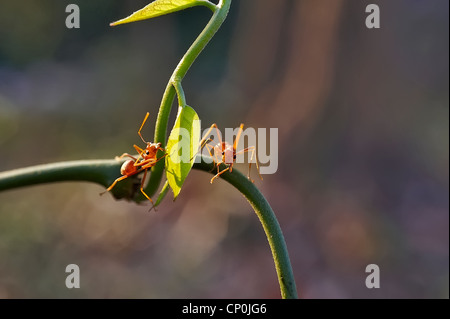 Ameise Formica rufa Stockfoto
