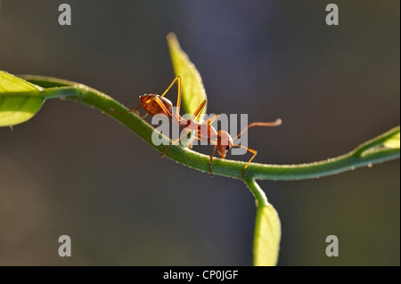 Ameise Formica rufa Stockfoto