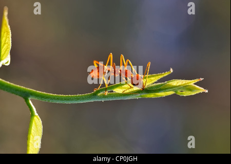 Ameise Formica rufa Stockfoto