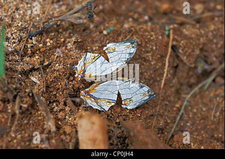Schwalbenschwanz, Schmetterling Stockfoto