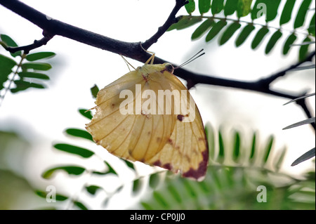 Schwalbenschwanz, Schmetterling Stockfoto