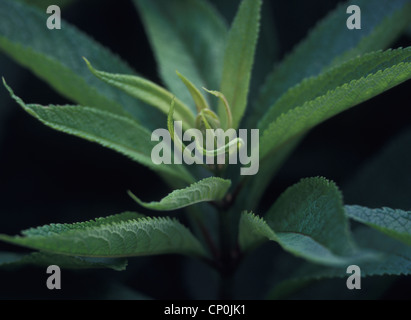 Frische grüne Feder verlässt Joe – Pye Weed-Pflanze (Eupatorium), Pennsylvania, USA Stockfoto