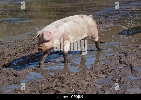 Hausschwein (Sus Scrofa). Fuß in den Schlamm der freien Bereich Stift. Stockfoto