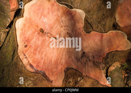 Eibe (Taxus Baccata). Querschnitt durch einen Stamm nach dem jüngst gefällten Baum. Getreide, Jahresringe und Farbe zeigen. Stockfoto