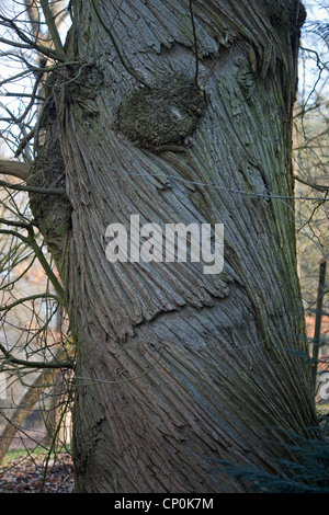 Edelkastanie (Castanea sativa). Stamm eines lebenden erwachsenen Baumes mit Spirale Fissuren. Sussex. Stockfoto