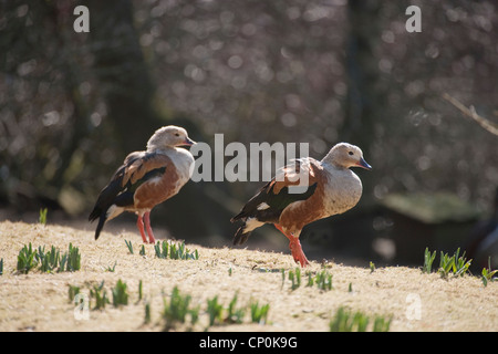 Orinoco Gänse (Neochen Jubatus). Paar. Eingeborener nach Becken des Orinoco und Amazonas, Südamerika. Stockfoto