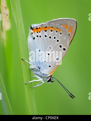 Schwalbenschwanz, Schmetterling Stockfoto