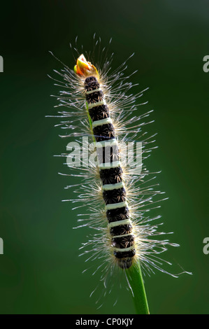 Raupe auf einem Stiel Stockfoto