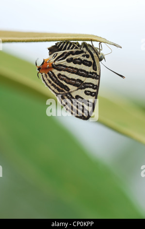 Schwalbenschwanz, Schmetterling Stockfoto